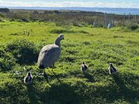 Licence to cull geese numbers plummet on island post image