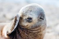 Citizen scientists helping Victoria's seals post image