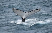 An adults' guide to the 2026 Island Whale Festival post image