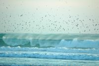 Bird flu arrives in Victoria post image