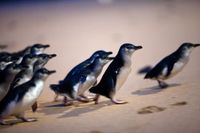 Bird flu is here: Vaccinations to protect penguins post image