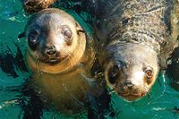 Bird flu threat looms over penguins, seals post image