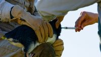 Penguin vaccinations underway post image