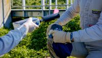 Penguin vaccine trial paved way for world-first rollout post image