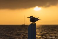 Birds and seals under threat post image