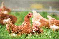 Protecting poultry response continues post image