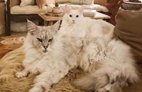 We love our furry friends! post image