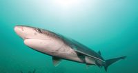 The shark that deserves better PR post image