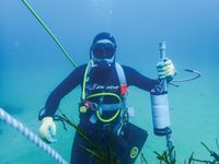 Surfer, shark expert's insights on chance of great white interactions post image