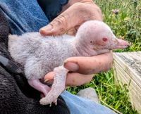 ‘It’s all white’: first albino island penguin goes global post image