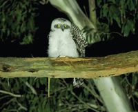 Threatened owls breeding in Woodlands post image