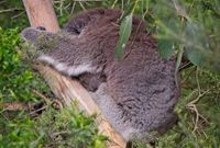 A little koala-ty time post image