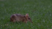 See the bandicoots of Churchill Island post image