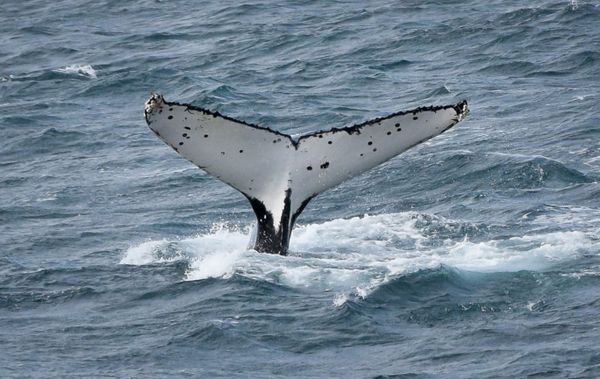 An adults' guide to the 2026 Island Whale Festival post image