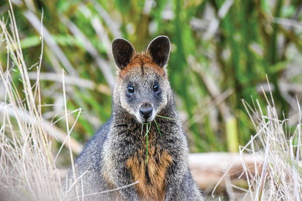 What's driving wildlife abundance "to the point of imbalance"? post image