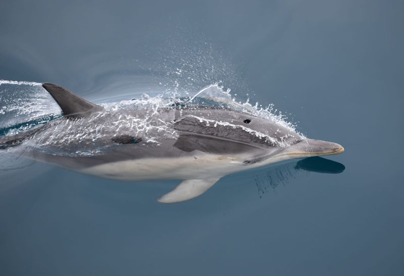 A Marine Mili series: The ocean’s most playful wave dancers post image