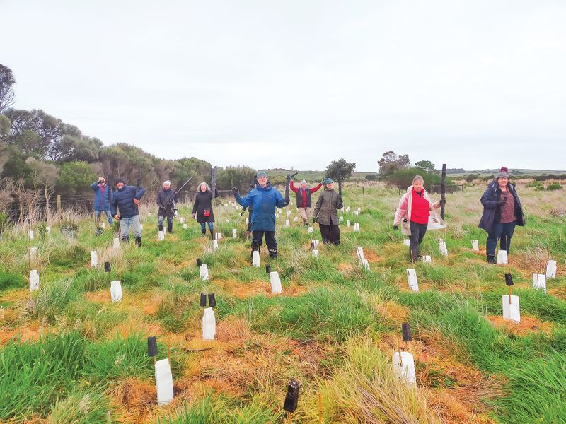 Plants and wires with Landcare post image