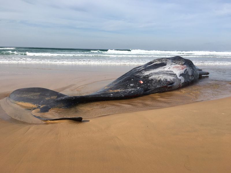 Whale carcass to break down naturally post image