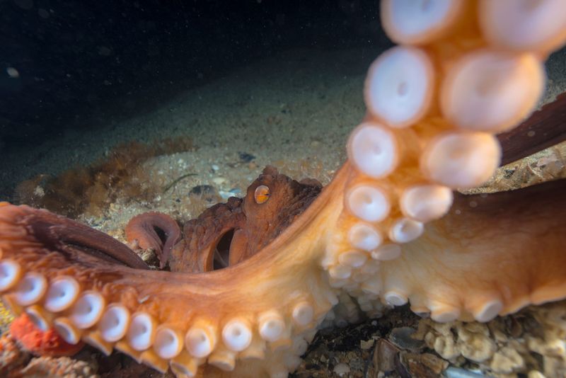 A Marine Mili series: The massive Maori octopus post image