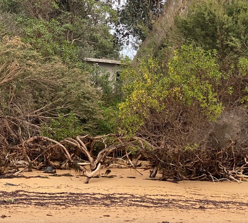 Our homes at serious risk, say Silverleaves residents post image