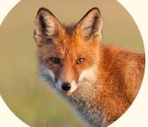 Great news from PINP, We’re fox free again post image
