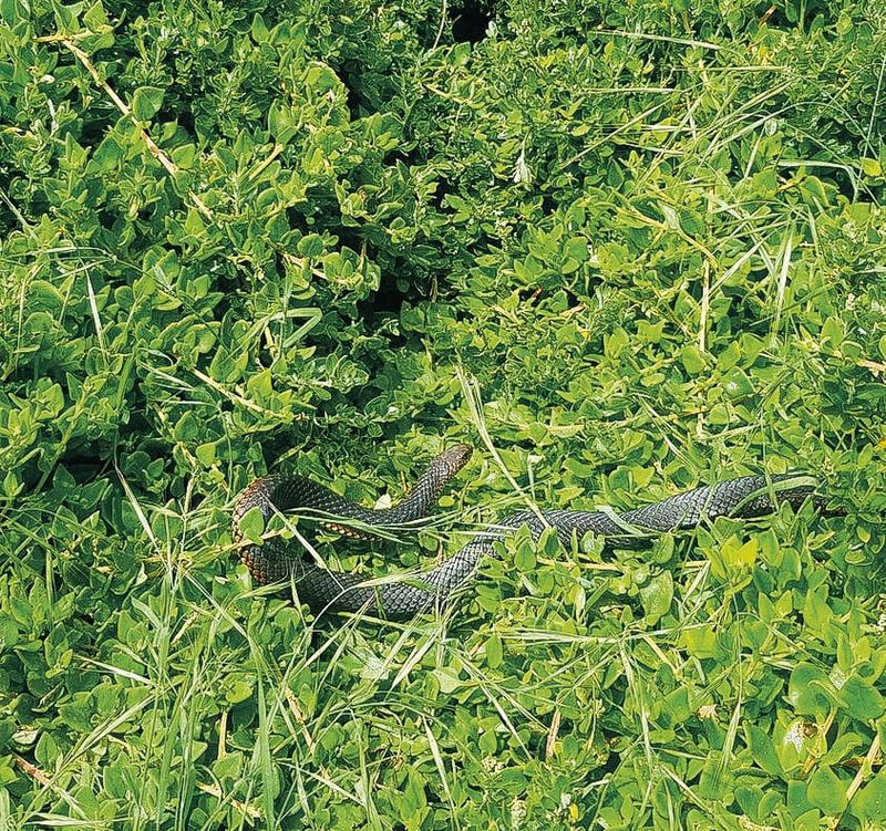 Snake season has arrived post image
