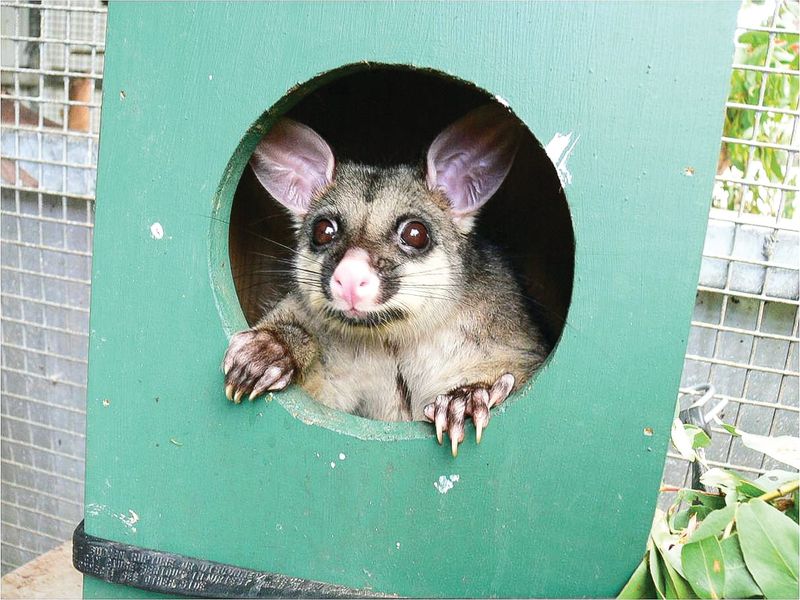 Measures to stop impacts of possums, wallabies post image