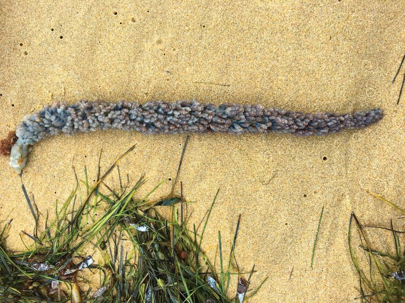 A bejewelled sea creature post image