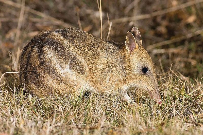 Car ferry’s likely end for “Victoria's Island Sanctuary” post image