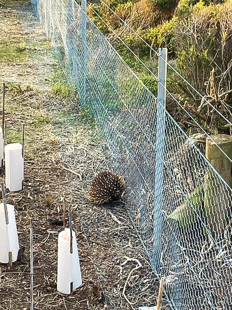 More doors needed for echidnas post image