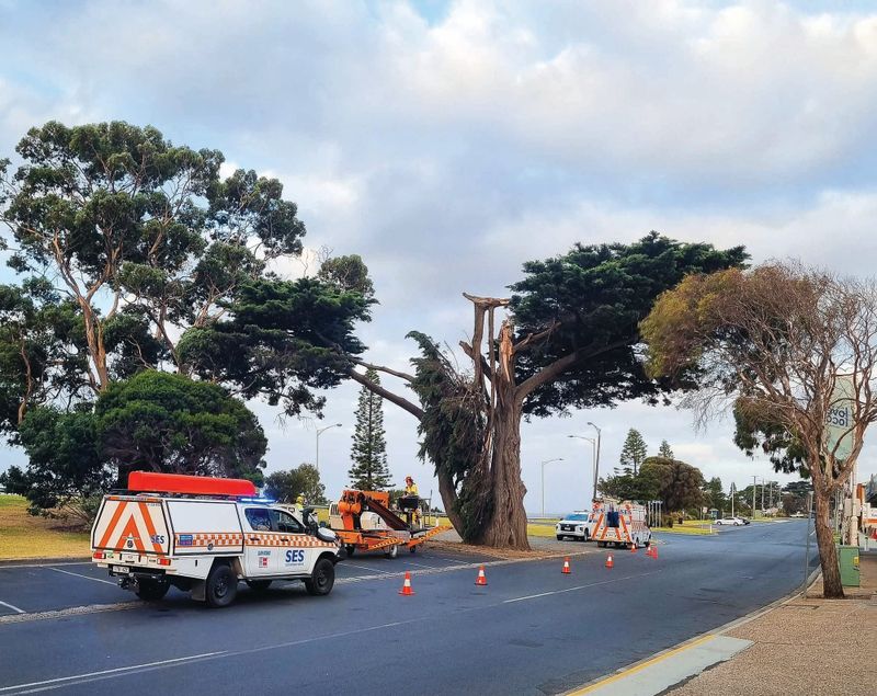 Barking up the wrong tree on San Remo trees? post image