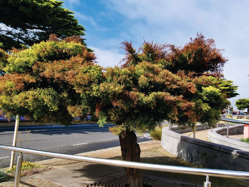 More Golden Cypress concerns post image