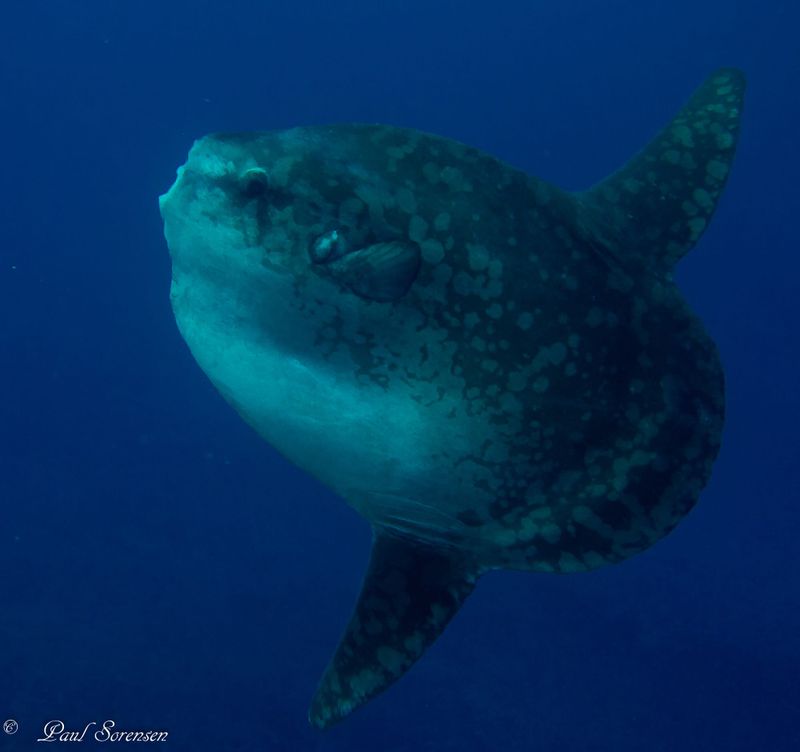 A Marine Mili series: The heaviest bony fish in all our oceans post image