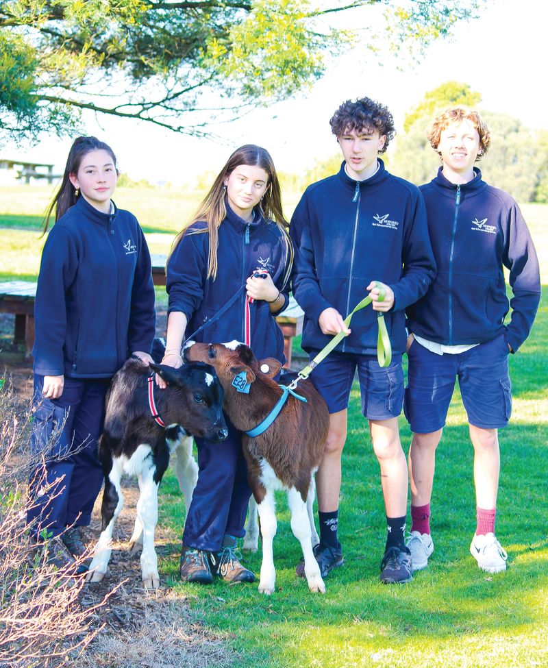 Calves get the hands-on treatment post image