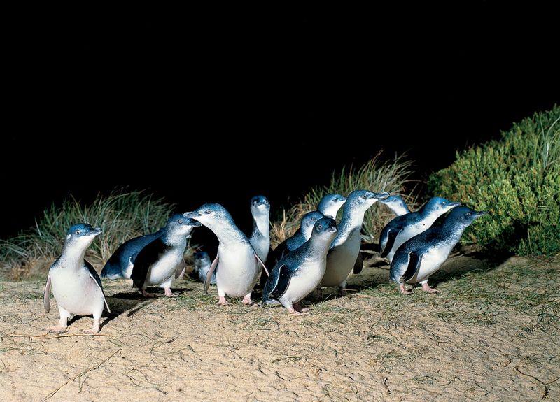 Penguins return! post image