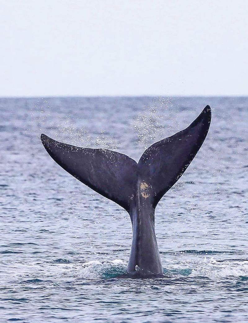 We’re watching you! Whale watchers warned post image