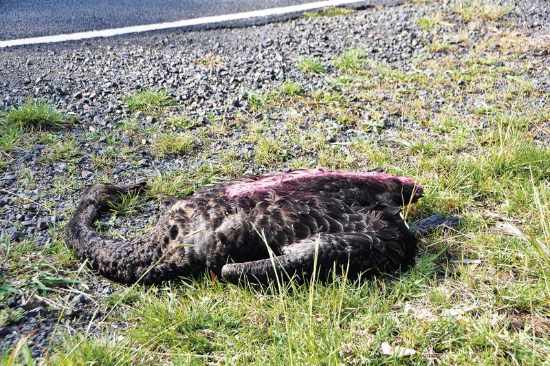 More cars, more roadkill post image