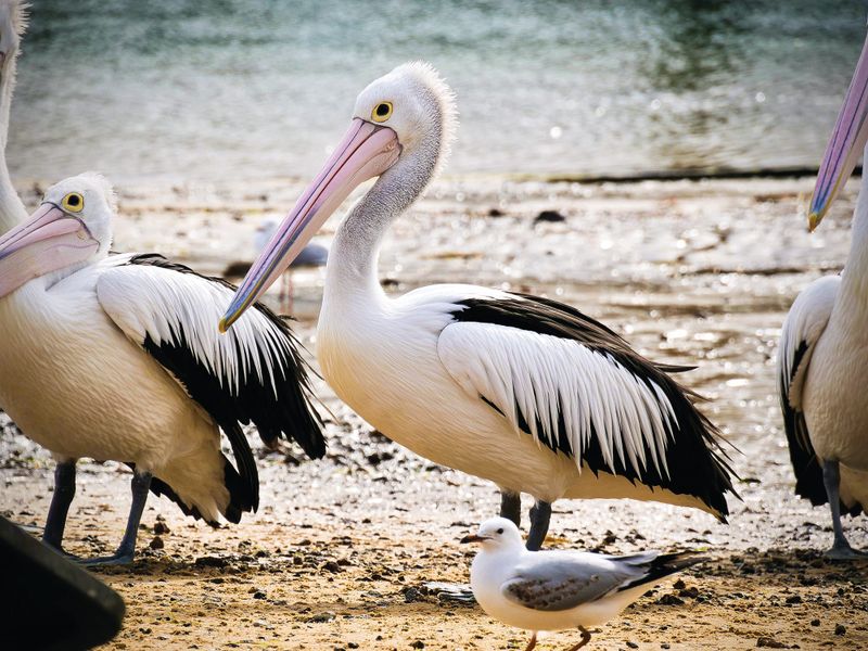 New study on San Remo, Newhaven pelicans post image