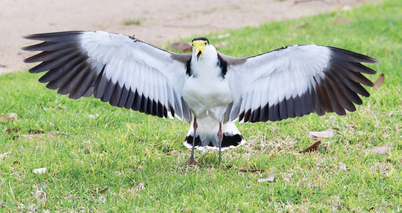 It's spring and birds are a swooping post image