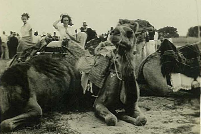 Close call with a camel post image