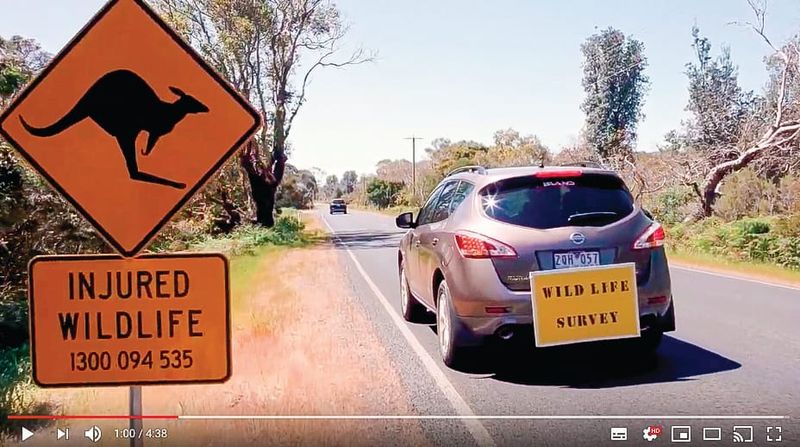 New roadkill study post image
