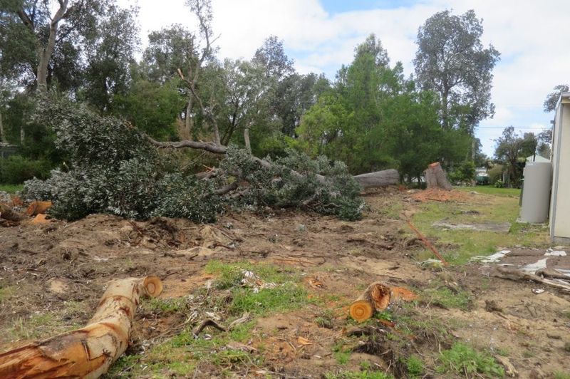 Valued trees finally to be protected post image