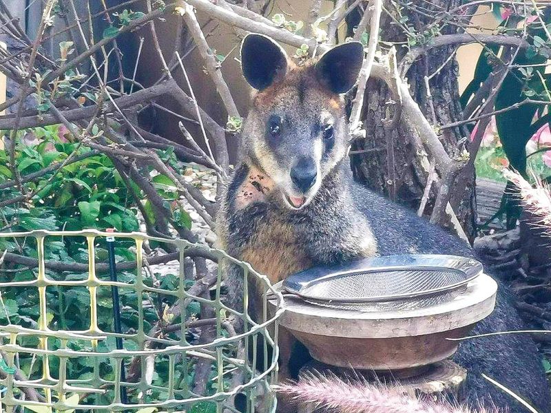 Concerns for dog attacks on wildlife post image