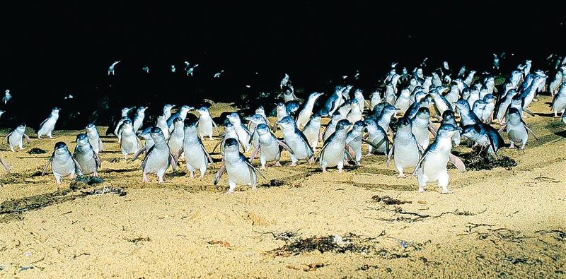 Record-breaking penguin crossing post image
