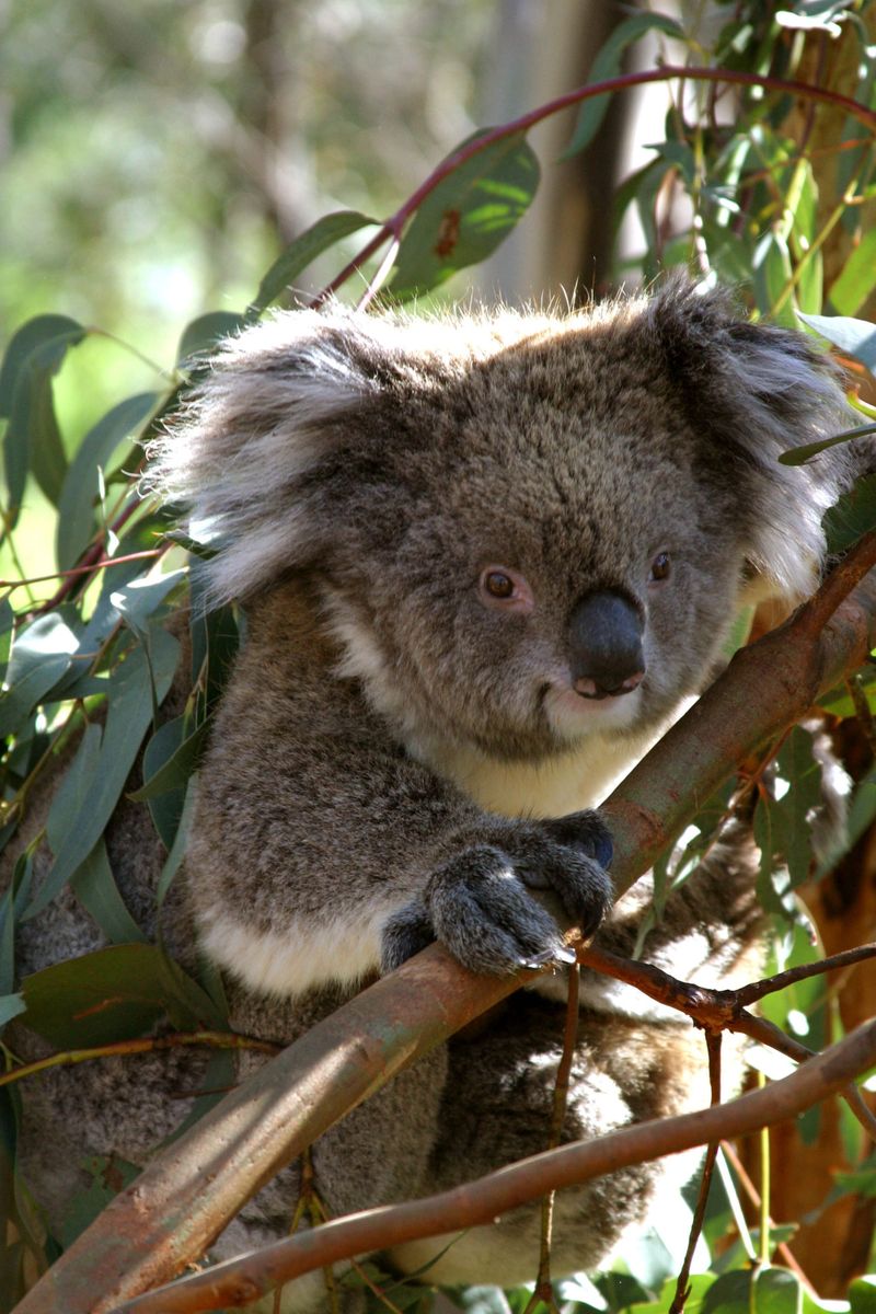 Friends of the Koalas AGM post image