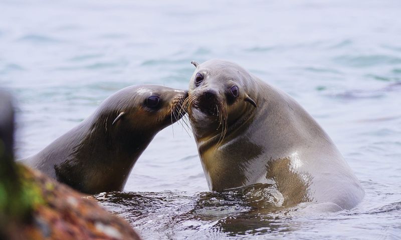 Aerial thermal imaging technology to help save entangled seals post image