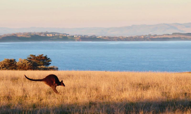 It's not just humans; wildlife also impacting the island post image