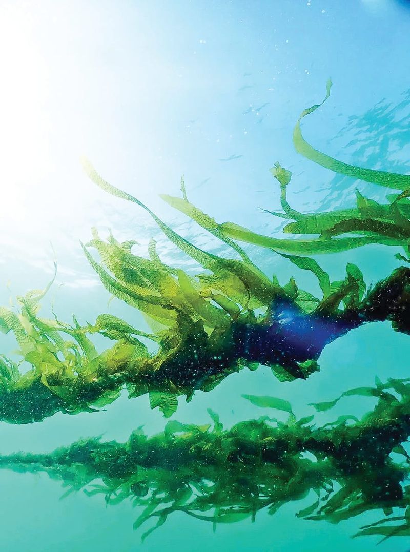 Sustainable Aquaculture post image