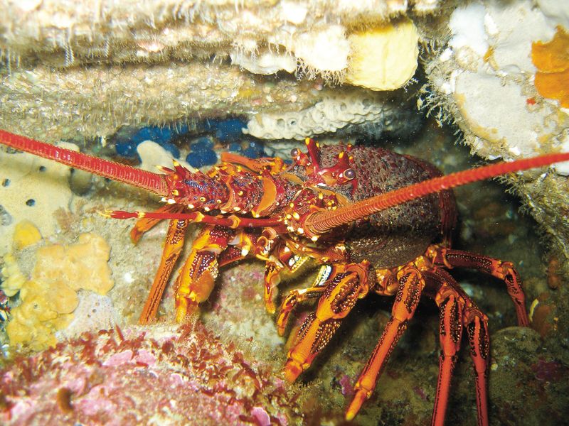 Rock lobster program goes digital post image