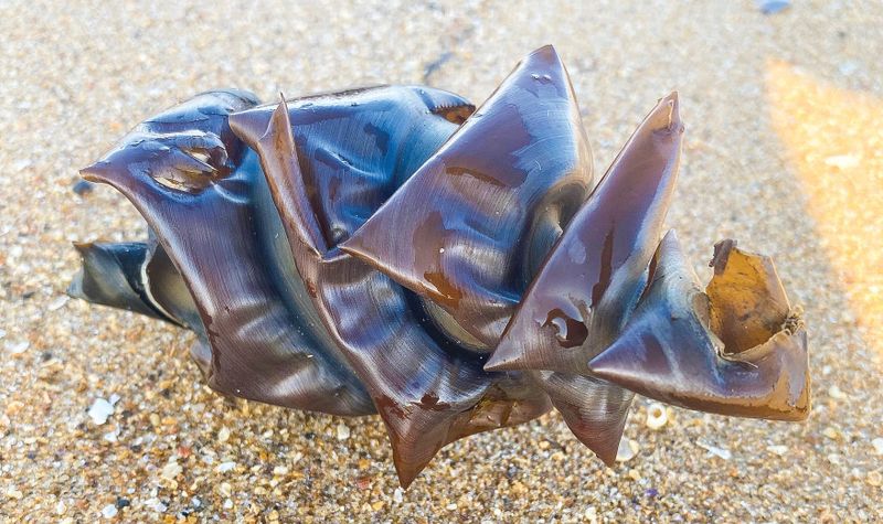 Looks like seaweed, but belongs to a shark post image